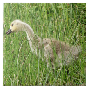 Azulejo De Cerâmica B58 Ganso Canadense Gosling na Grama