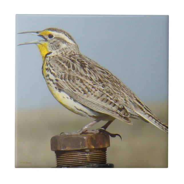 Azulejo De Cerâmica B6 Meadowlark ocidental (Frente)