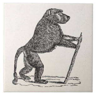 Azulejo De Cerâmica Babuínos do macaco da vara de passeio do babuíno