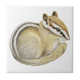 Azulejo De Cerâmica Baby Chipmunk