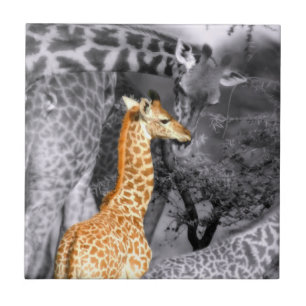 Azulejo De Cerâmica Baby Giraffe