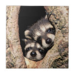 Azulejo De Cerâmica Baby Raccoons saindo da árvore<br><div class="desc">Camarões-bebê na cavidade das árvores (perdedor de prótons) | Adam Jones / DanitaDelimont.com | NA02 AJE0283</div>