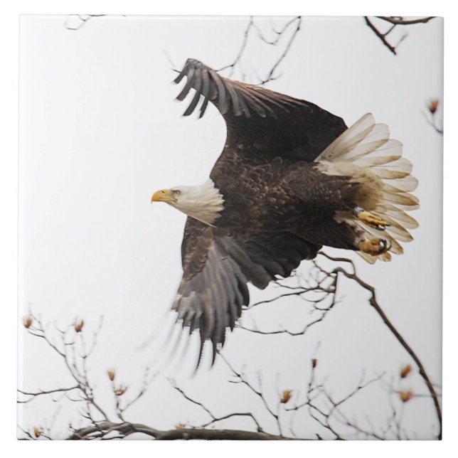 Azulejo De Cerâmica Bald Eagle (Frente)