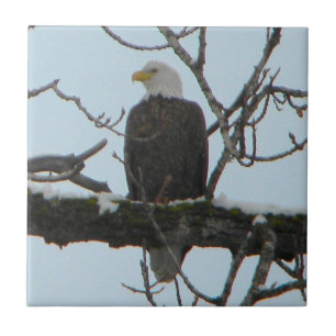 Azulejo De Cerâmica Bald Eagle