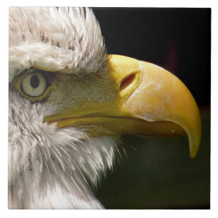 AZULEJO DE CERÂMICA  BALD EAGLE