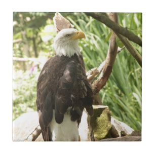 Azulejo De Cerâmica Bald Eagle