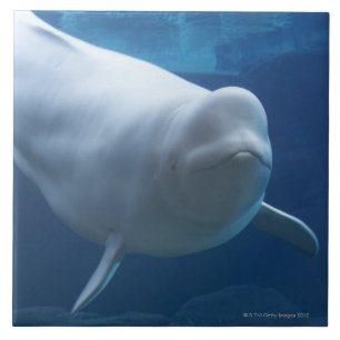 Azulejo De Cerâmica Baleia da beluga (leucas do Delphinapterus)