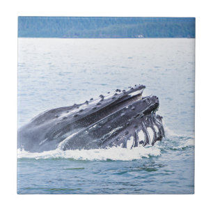 Azulejo De Cerâmica baleia de humpback