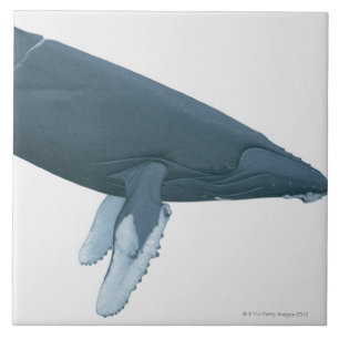 Azulejo De Cerâmica Baleia de Humpback