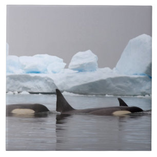 Azulejo De Cerâmica baleias assassinas (orcás), Orcinus orca, cardume