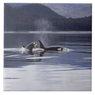 Azulejo De Cerâmica Baleias de assassino
