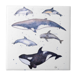 Azulejo De Cerâmica Baleias e golfinhos de Scotland