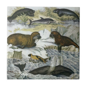 Azulejo De Cerâmica Baleias, Focas e Cavalos-Marinhos, Animais Marinho