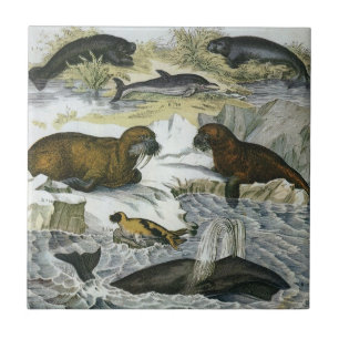 Azulejo De Cerâmica Baleias-Vintage, focas e valsas, animais marinhos