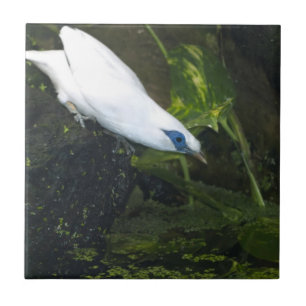 Azulejo De Cerâmica Bali Myna