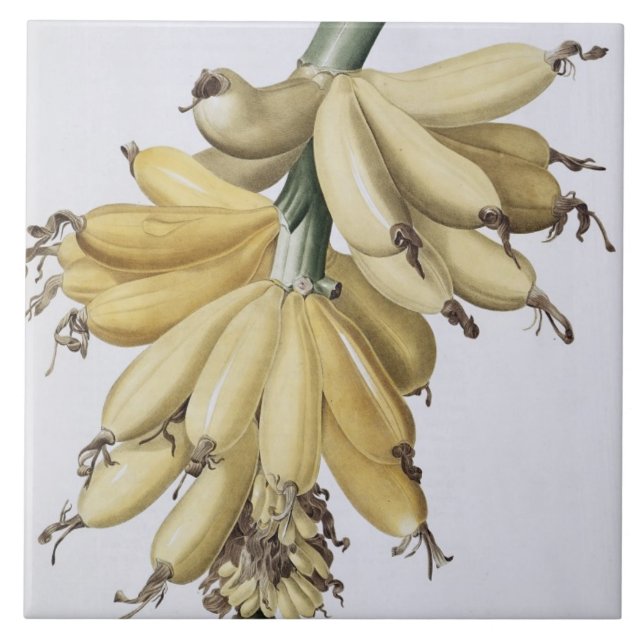 Azulejo De Cerâmica Banana, 1816 (Frente)