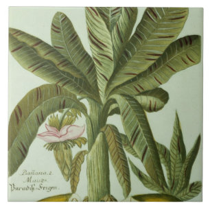 Azulejo De Cerâmica Banana, de Phytanthoza Iconographi de J. Weinmann