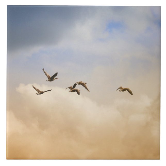 Azulejo De Cerâmica Bando de Aves em Voo (Frente)