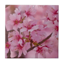 Banhado em flores de cerejeira japonesas cor-de-ro