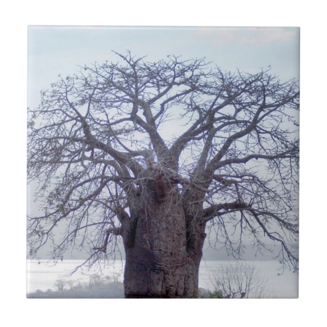 Azulejo De Cerâmica Baobá (Adansonia Digitata), Luanda (Frente)