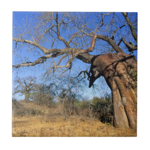 Azulejo De Cerâmica Baobá (Adansonia Digitata), Parque Nacional Kruger