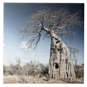 Azulejo De Cerâmica Baobab Tree no Parque Nacional de Mana Piscina, Zi
