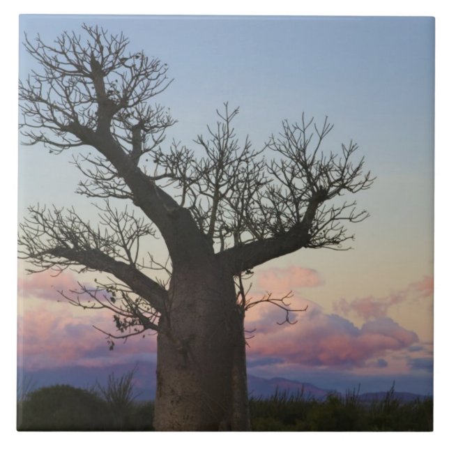 Azulejo De Cerâmica Baobás, Bermuda, Toliara, Madagáscar (Frente)