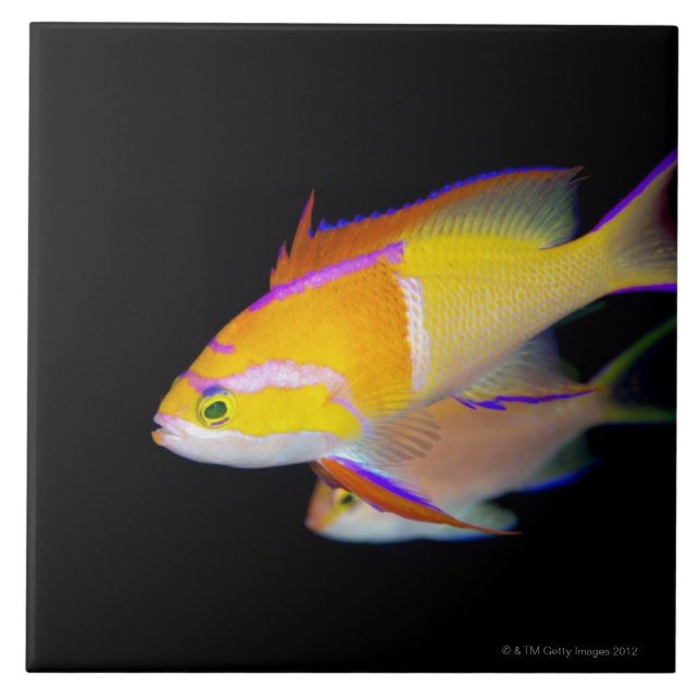 Azulejo De Cerâmica Bar branco Anthias (Frente)
