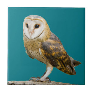 Azulejo De Cerâmica Barn Owl