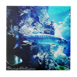 Azulejo De Cerâmica Barracuda