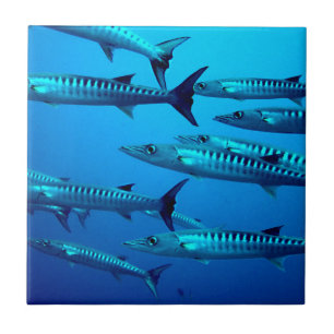 Azulejo De Cerâmica barracuda mergulho mar profundo água oceano tropic