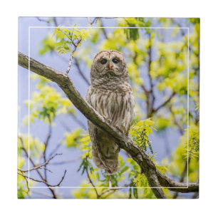 Azulejo De Cerâmica Barred Owl Springtime