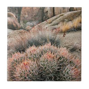 Azulejo De Cerâmica Barrel Cactus, Califórnia