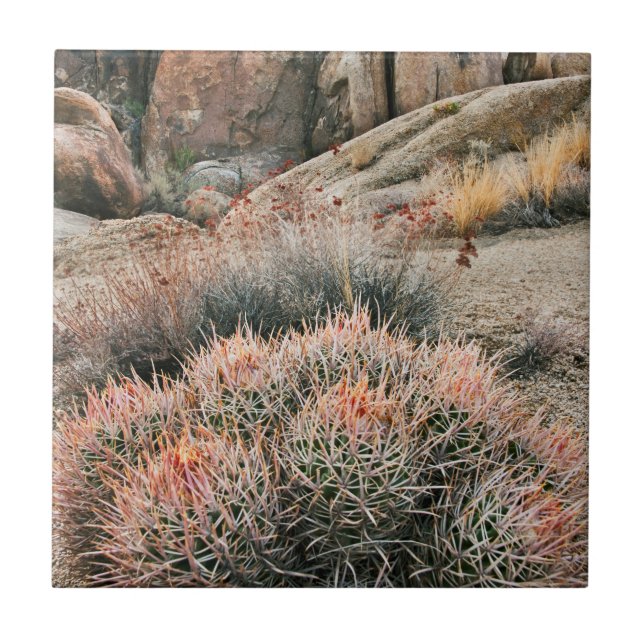 Azulejo De Cerâmica Barrel Cactus, Califórnia (Frente)