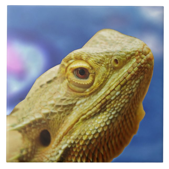 Azulejo De Cerâmica Bartagamen (Frente)