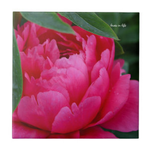 Azulejo De Cerâmica Bashful Pink Peony