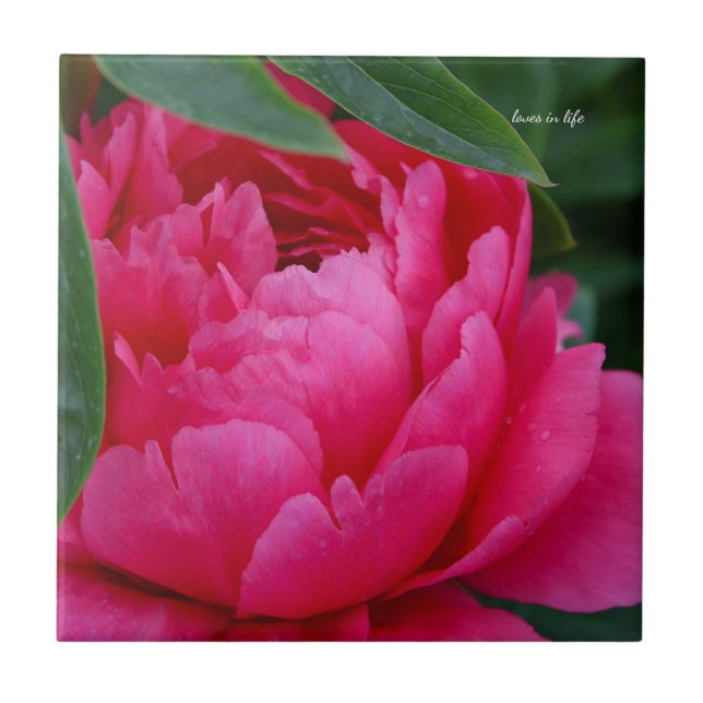 Azulejo De Cerâmica Bashful Pink Peony (Frente)