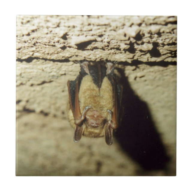 Azulejo De Cerâmica Bat (Frente)