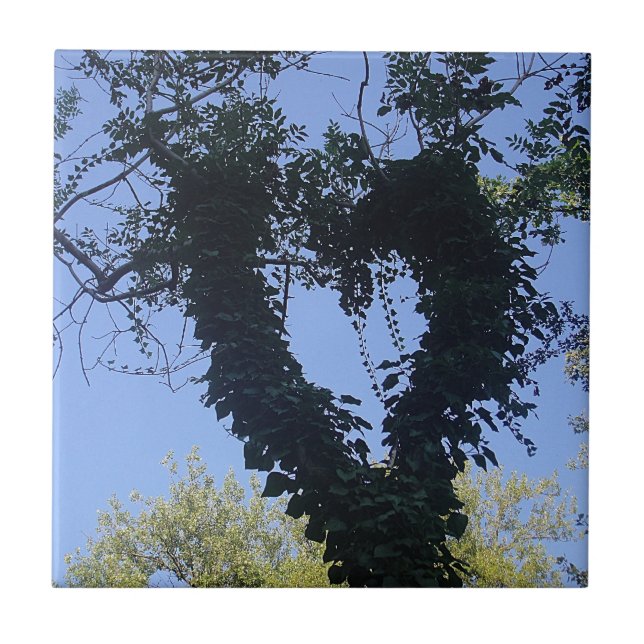 Azulejo De Cerâmica Baumherz (Frente)