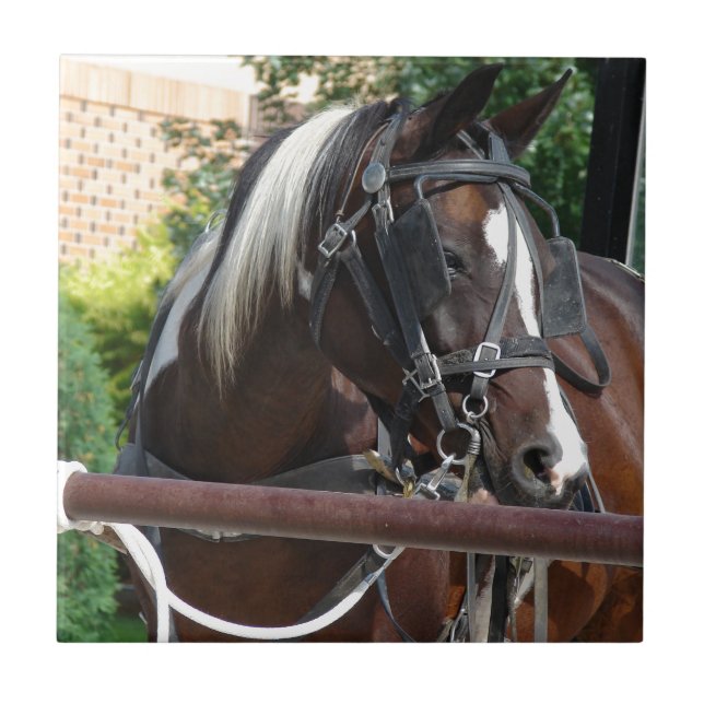 Azulejo De Cerâmica Bay Pinto Amish Buggy Horse (Frente)