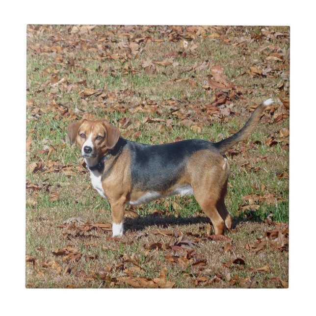 Azulejo De Cerâmica Beagle (Frente)