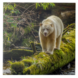 Azulejo De Cerâmica Bear Espírito Branco   Colúmbia Britânica, Canadá