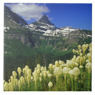 Azulejo De Cerâmica Beargrass no Logan Pass no Parque Nacional Glacier