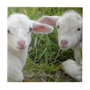 Azulejo De Cerâmica Bebê Animal Gêmeo Cordeiro Pensando Em Você