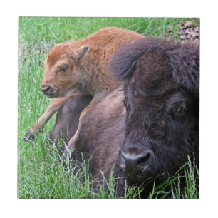Azulejo De Cerâmica Bebê Bison Calf Jogando Nas Mães