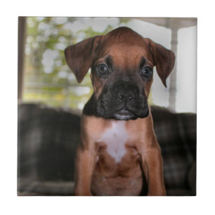Azulejo De Cerâmica Bebê boxer
