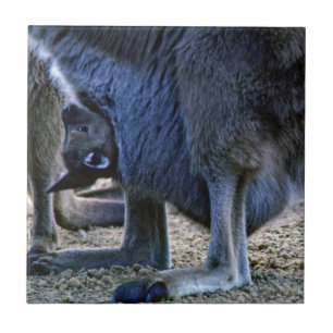 Azulejo De Cerâmica Bebê canguru na bolsa da mãe - Austrália