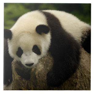 Azulejo De Cerâmica Bebê de panda gigante (Ailuropoda melanoleuca)