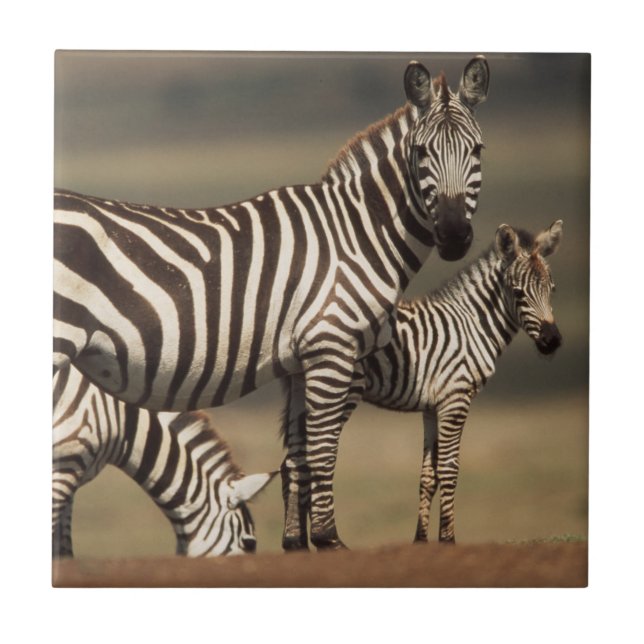 Azulejo De Cerâmica Bebê de zebra-de-burchell com a mãe (Frente)