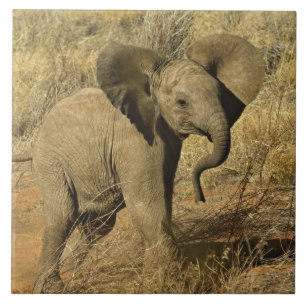 Azulejo De Cerâmica Bebê Elefante Africano, Loxodonta Africana,